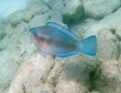 Parrotfish