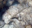 Trumpetfish