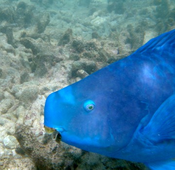 Blue parrotfish mouth
