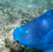 Blue parrotfish mouth