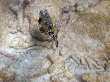SMooth trunkfish