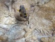 SMooth trunkfish