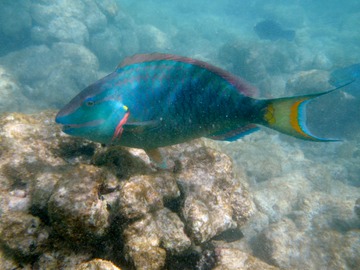 Parrotfish