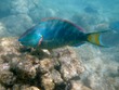 Parrotfish