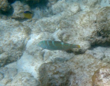 Puddingwife