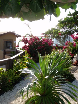 Garden at docks for DePalm I.