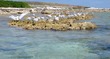 Terns at Baby Beach