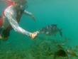 Ben feeds fish