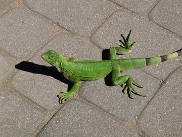 Iguana
