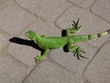 Iguana