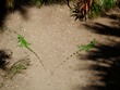 Mirrored iguanas