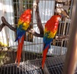 Two red parrots at Divi
