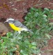 Banana quit ("twit")