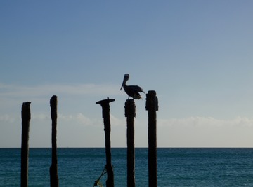 Pelican
