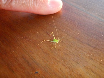 Teensy bug