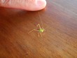 Teensy bug