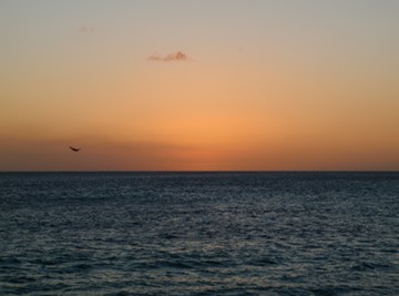 Sunset with pelican