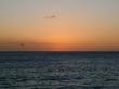 Sunset with pelican