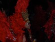 Crazy costumes...