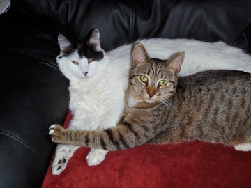 Casey and Artie cuddle
