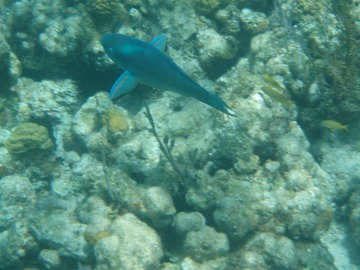 Parrot Fish