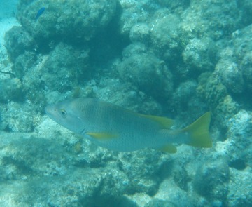 Unknown Snapper?