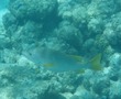Unknown Snapper?