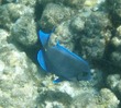 Blue Tang