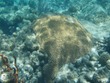 Brain Coral