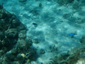 Blue Chromis