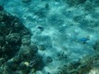 Blue Chromis