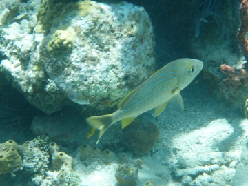 Bluestriped Grunt