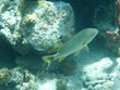 Bluestriped Grunt