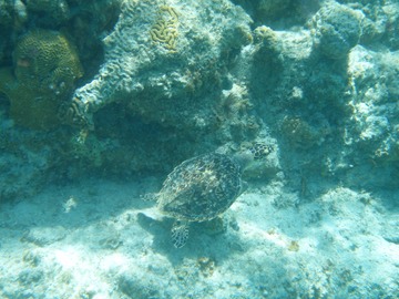 Turtle