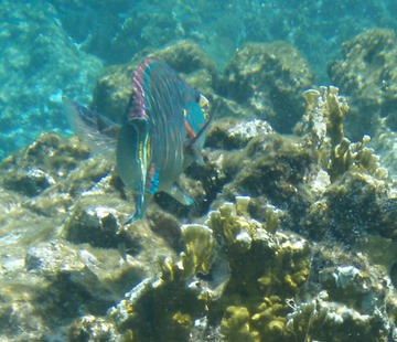 Supermale Stoplight Parrotfish