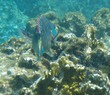 Supermale Stoplight Parrotfish