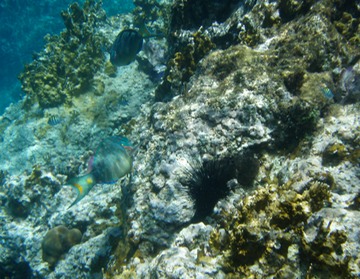 Supermale Stoplight Parrotfish