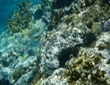 Supermale Stoplight Parrotfish