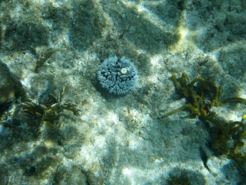 Urchin and Button