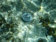 Urchin and Button