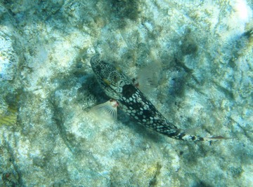 Adult Stoplight Parrotfish