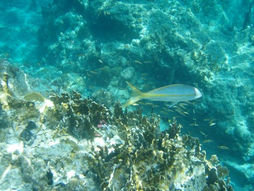 Yellowtail Snapper