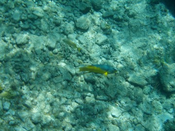Spanish Hogfish