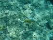 Spanish Hogfish