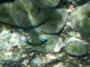 Bluehead Wrasse