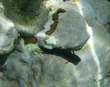 Redlip Blenny