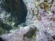 Squirrelfish