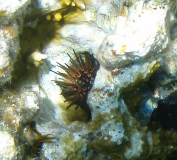 Urchin