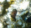 Urchin