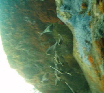 Glassy Sweeper